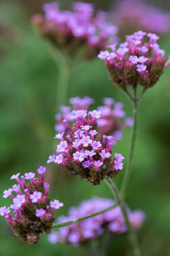 Verveine de Buenos Aires (Verbena bonariensis)