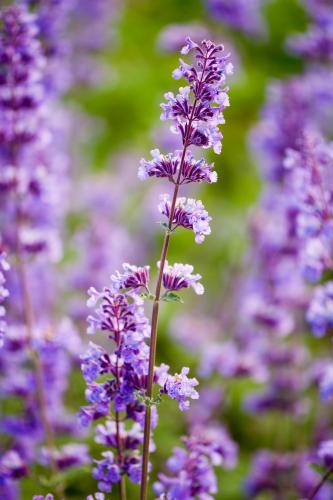 Cataire (Nepeta racemosa)