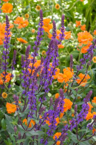 Sauge des bois (Salvia nemorosa)