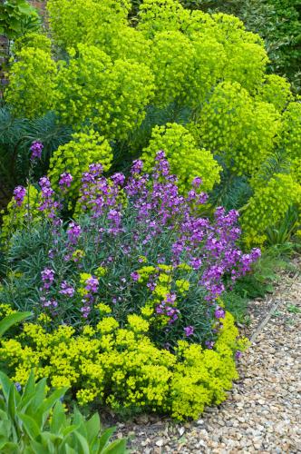 Euphorbe (Euphorbia characias ssp. wulfenii)