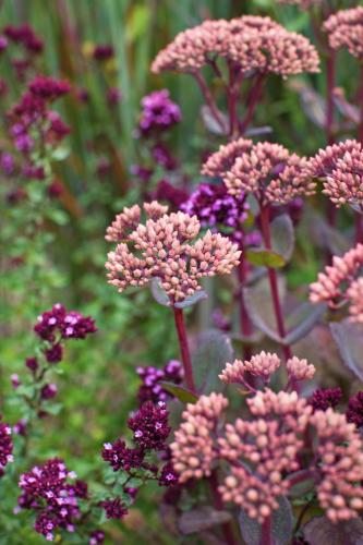 Origan (Origanum)