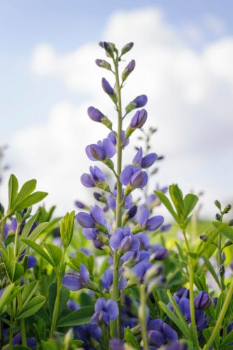 Lupin indigo (Baptisia australis)