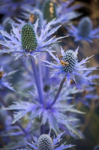 Chardon bleu (Eryngium)