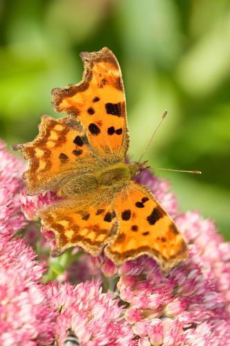 Sedum (Hylotelephium)