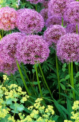Ail d’ornement (Allium)