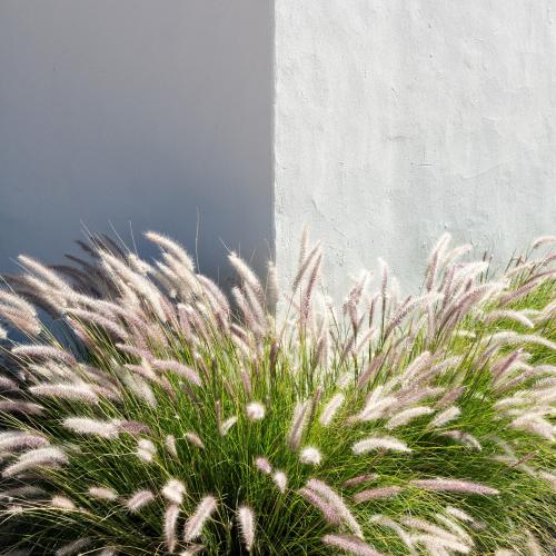 (Pennisetum)