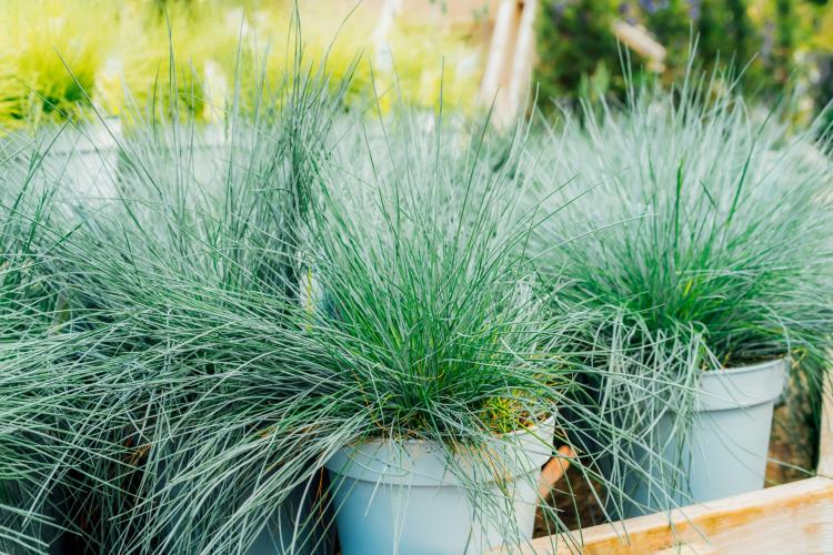 (Festuca glauca)