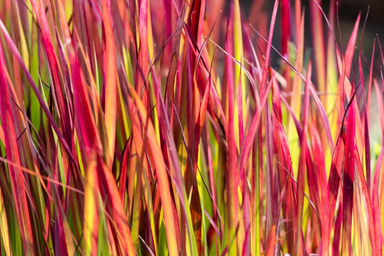 (Imperata cylindrica)
