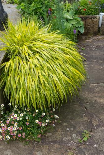 (Hakonechloa macra)