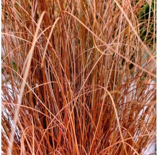 (Carex)