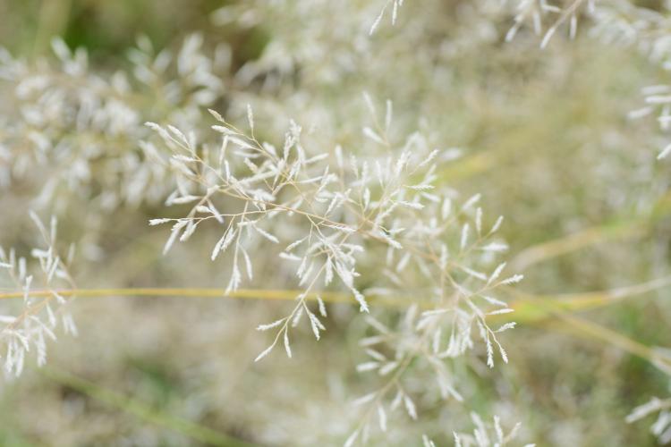 (Eragrostis spectabilis)