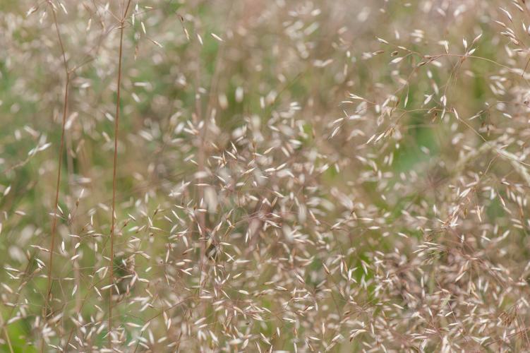(Agrostis nebulosa)