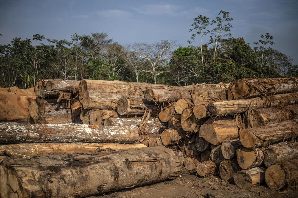 Commerce illégal : Bois de santal: la racine de la convoitise