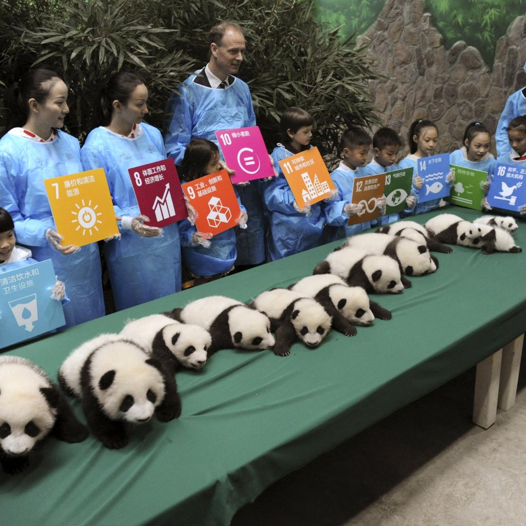 Giant panda cubs, which were born in 2015, are seen on display next to participants holding placards with their goals and wishes for the United Nations in the future, during a celebration to mark the 70th anniversary of the United Nations, at the Chengdu Research Base of Giant Panda Breeding in Chengdu, Sichuan province, China, October 24, 2015. A total of 13 giant panda cubs, including six pairs of twins, which were born in 2015 at the centre, were showed to their fans during the event on Saturday, local media reported. REUTERS/China Daily CHINA OUT. NO COMMERCIAL OR EDITORIAL SALES IN CHINA