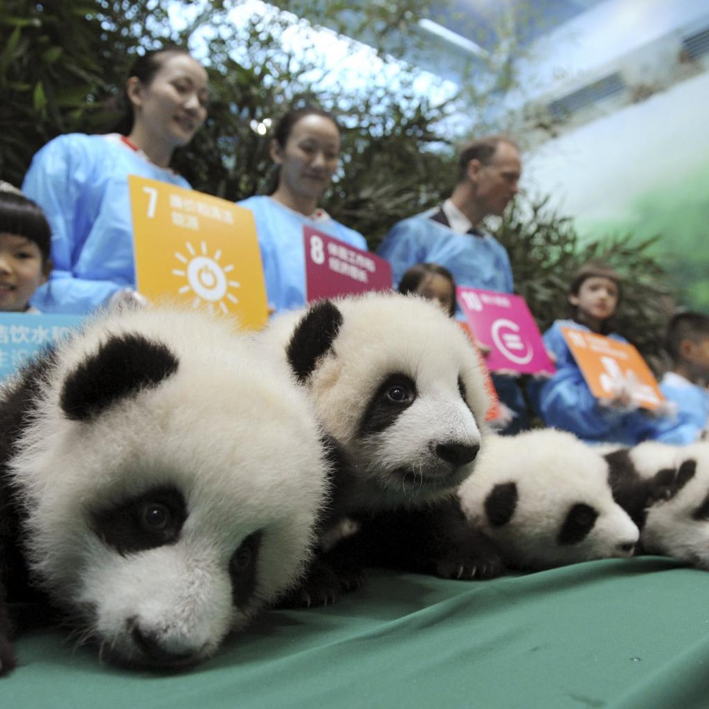 Giant panda cubs, which were born in 2015, are seen on display next to participants holding placards with their goals and wishes for the United Nations in the future, during a celebration to mark the 70th anniversary of the United Nations, at the Chengdu Research Base of Giant Panda Breeding in Chengdu, Sichuan province, China, October 24, 2015. A total of 13 giant panda cubs, including six pairs of twins, which were born in 2015 at the centre, were showed to their fans during the event on Saturday, local media reported. REUTERS/China Daily CHINA OUT. NO COMMERCIAL OR EDITORIAL SALES IN CHINA