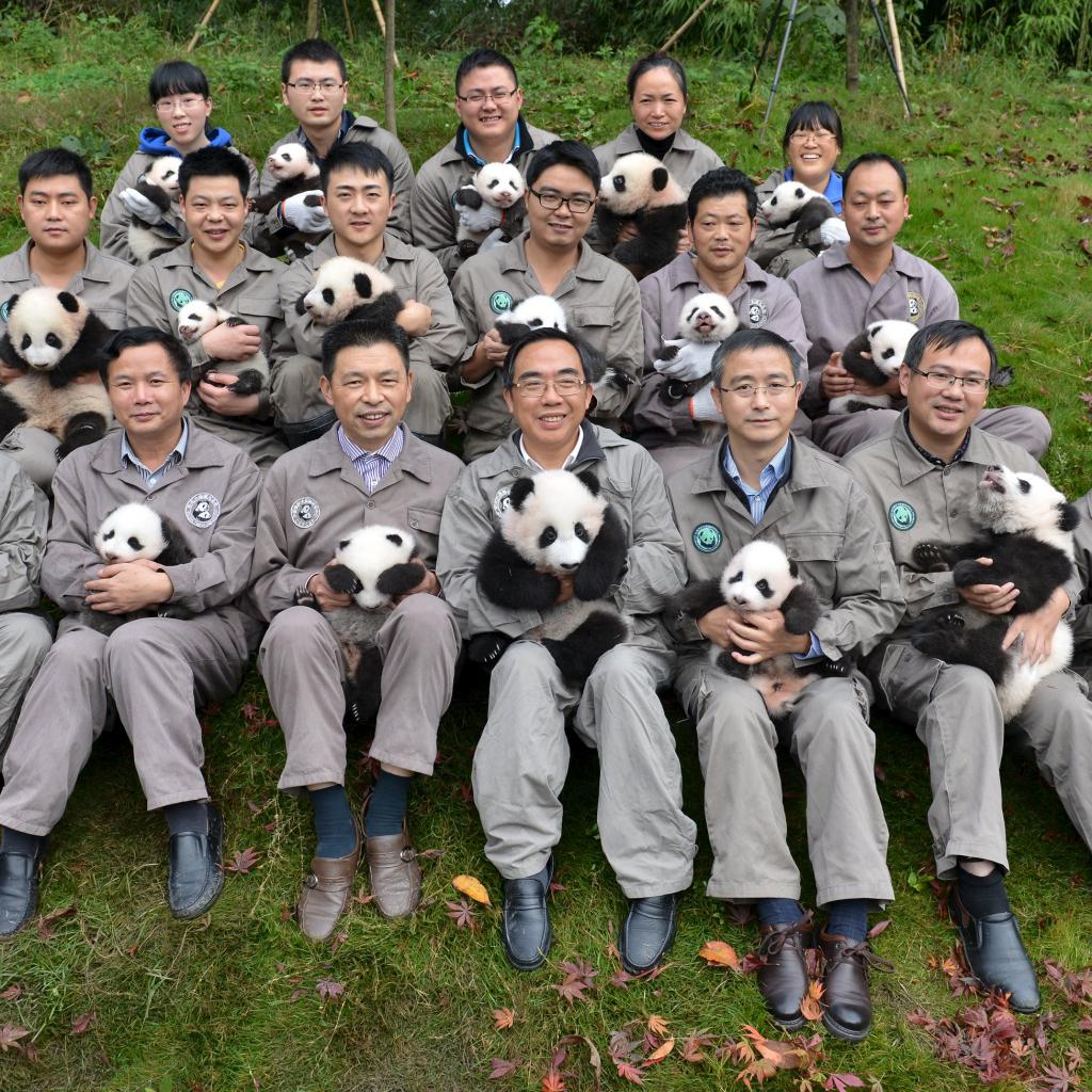 People holding baby pandas born in 2015 pose during a photo opportunity at a giant panda breeding centre in Ya'an, Sichuan province, China, October 24, 2015. About 18 pandas born in 2015 were shown to media at the centre last Saturday. Picture taken October 24, 2015. REUTERS/Stringer CHINA OUT. NO COMMERCIAL OR EDITORIAL SALES IN CHINA
