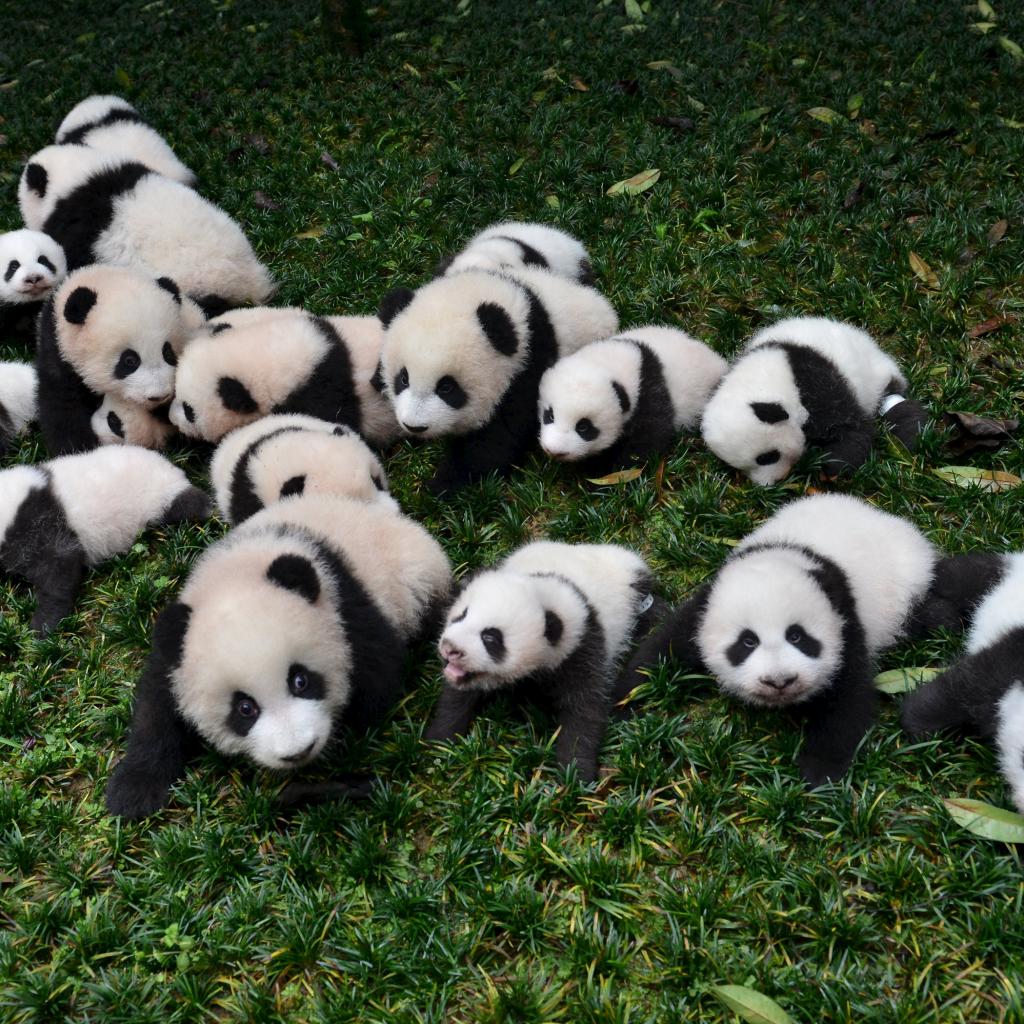 Baby pandas born in 2015 are placed on grass for pictures during a photo opportunity at a giant panda breeding centre in Ya'an, Sichuan province, China, October 24, 2015. About 18 pandas born in 2015 were shown to media at the centre last Saturday. Picture taken October 24, 2015. REUTERS/Stringer CHINA OUT. NO COMMERCIAL OR EDITORIAL SALES IN CHINA      TPX IMAGES OF THE DAY