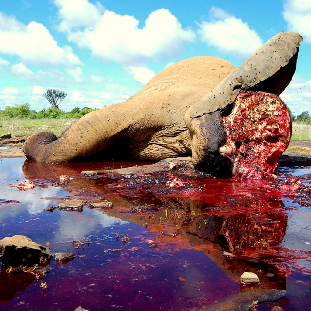 Een verschrikkelijk beeld. Een prachtige Afrikaanse olifant gedood voor zijn ivoor. 
