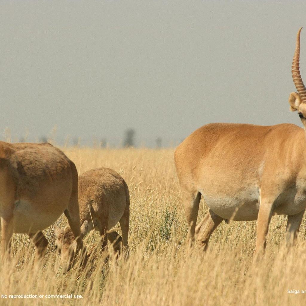 De saiga-antilope in Kazachstan. 