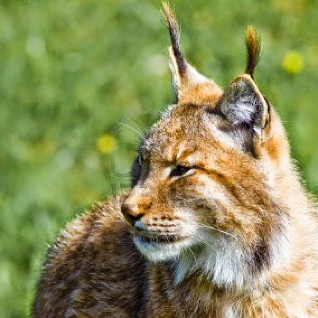 Op reis in Andalusië. Ga dan op zoek naar de Iberische lynx.