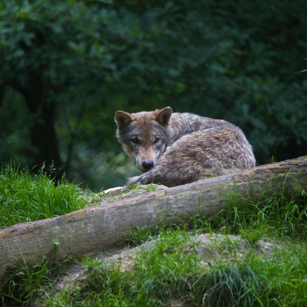 Een wolf in Duitsland. 