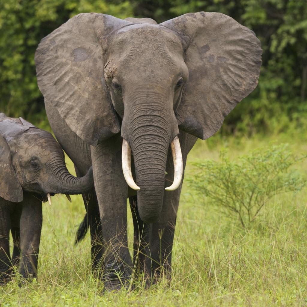 Mother elephant with her calf.