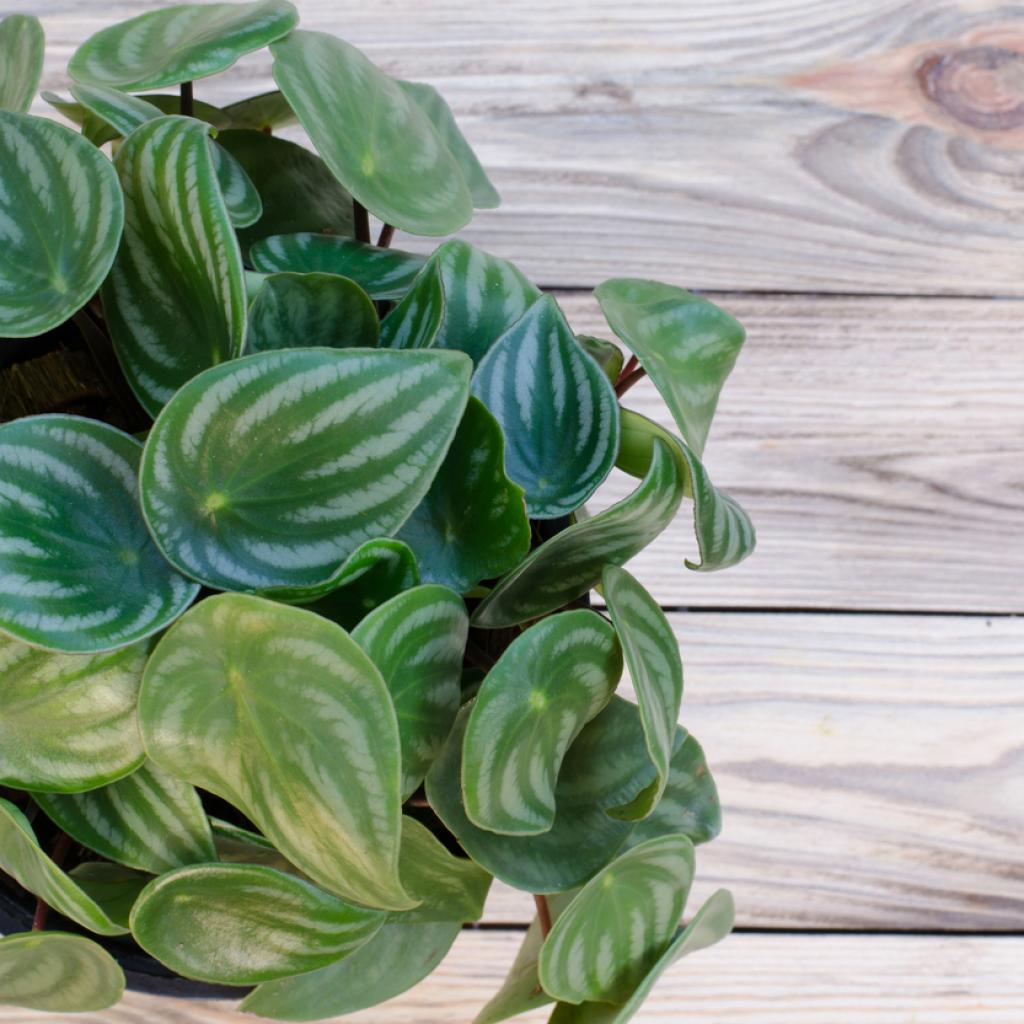 Peperomia on wooden background