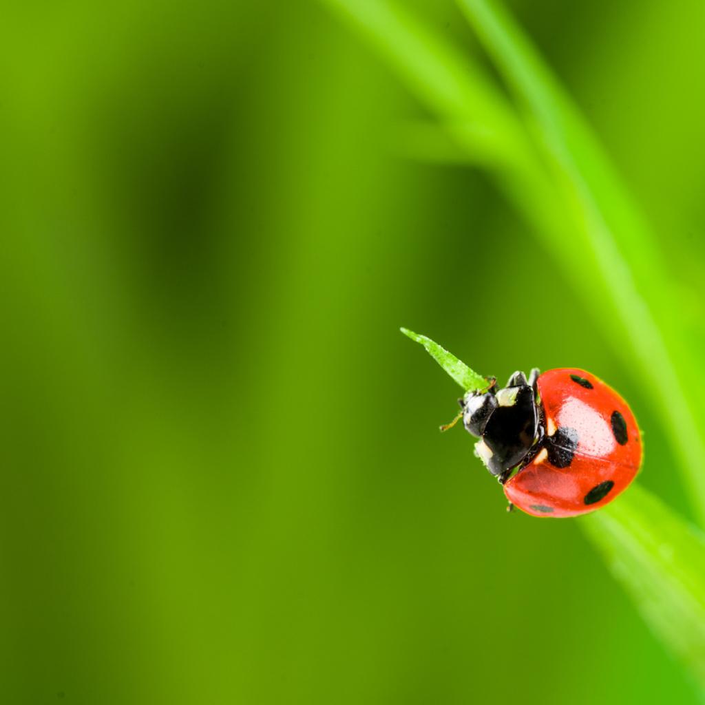 red ladybug on green grass