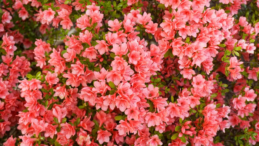 rododendron