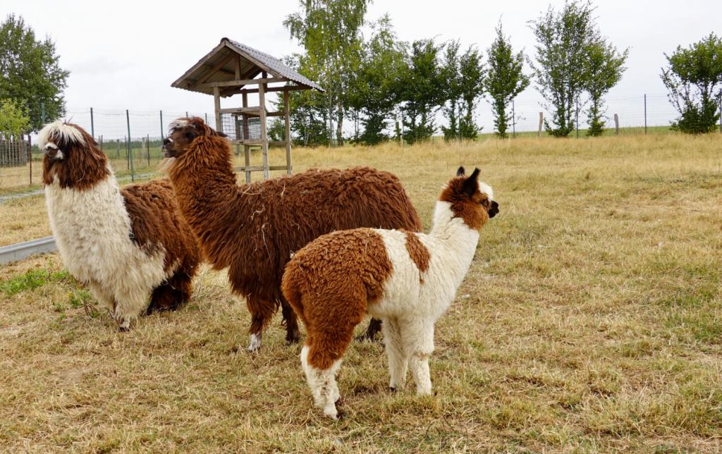 animalaine
