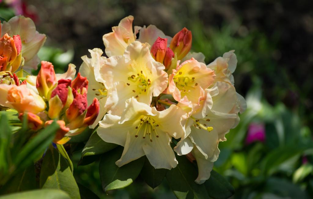gele rododendron