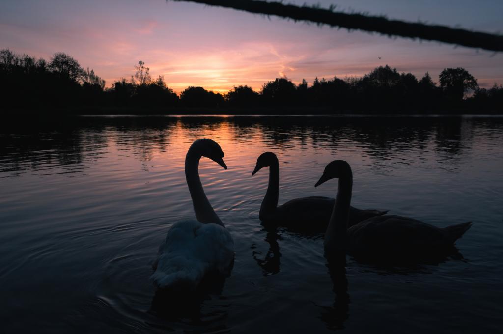 Zwaben op de Shannon