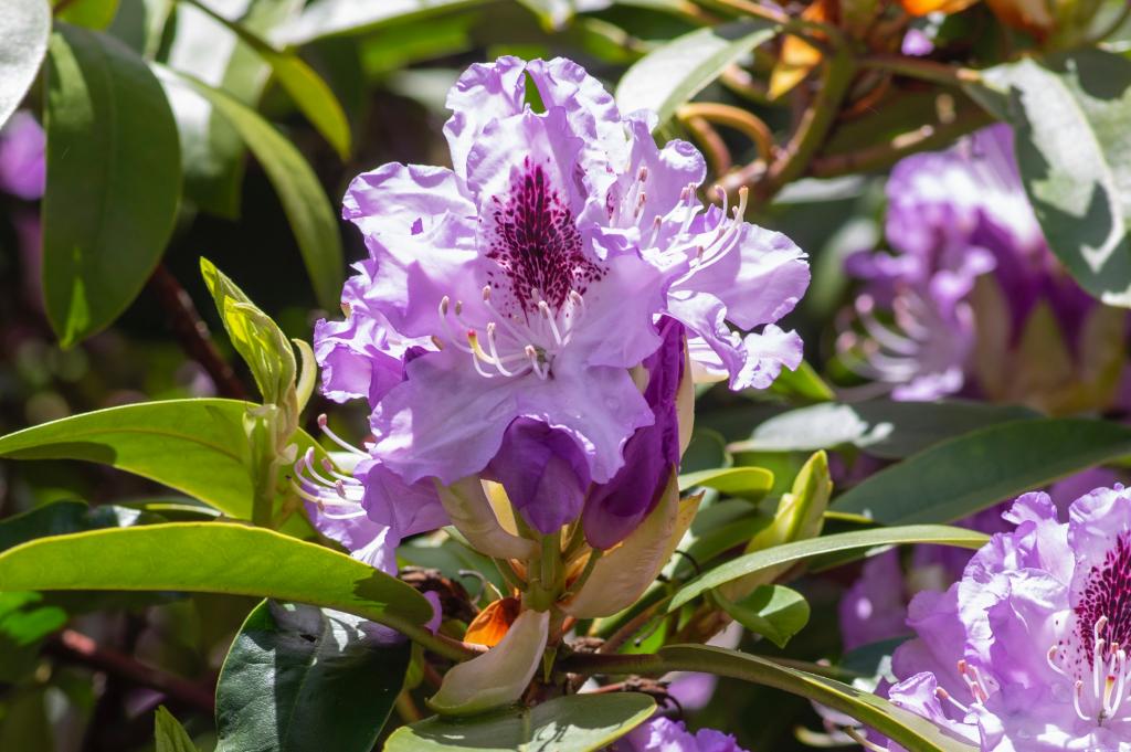 rododendron