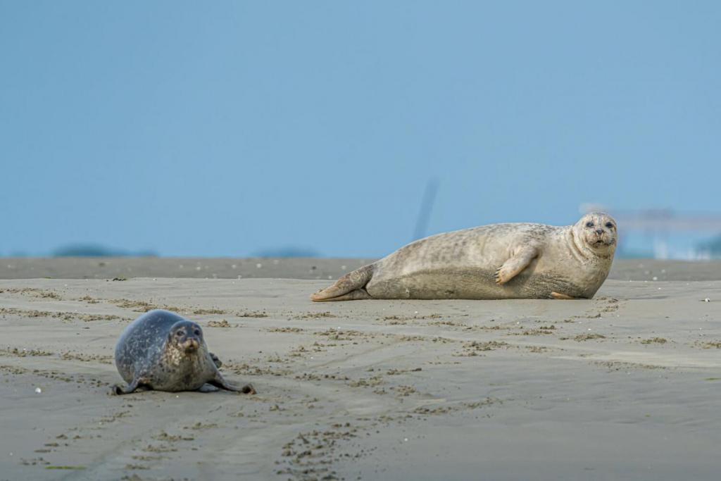 Zeehonden spotten vanop het Grevelingenmeer of in de Oosterschelde.