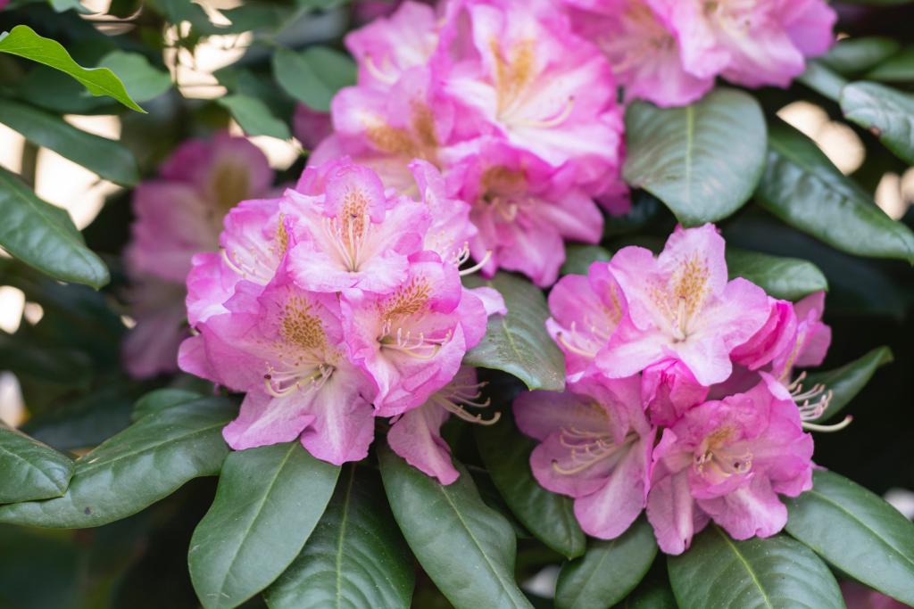 rododendron
