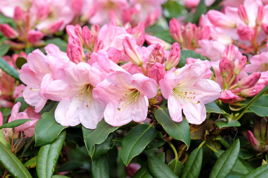 rododendron