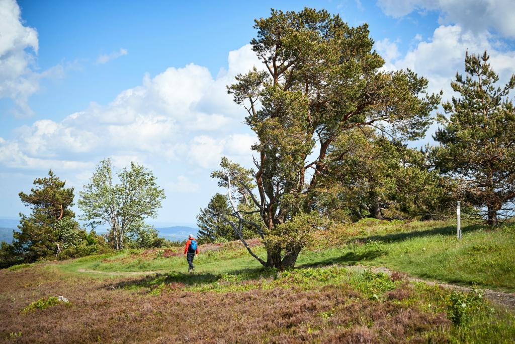 sauerland