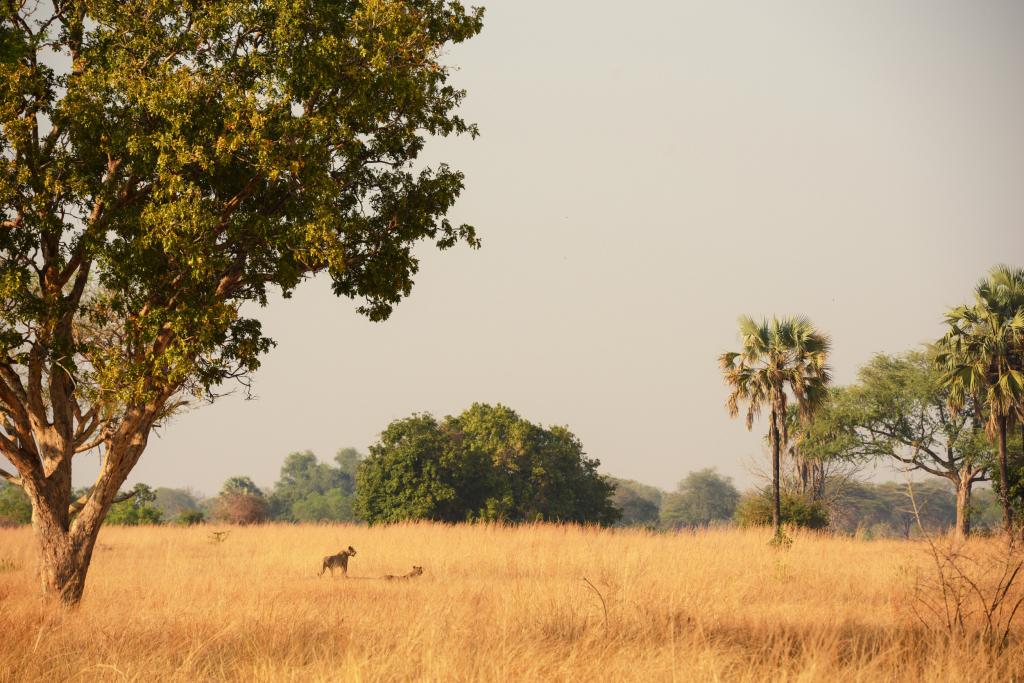 Wandelsafari Zambia 