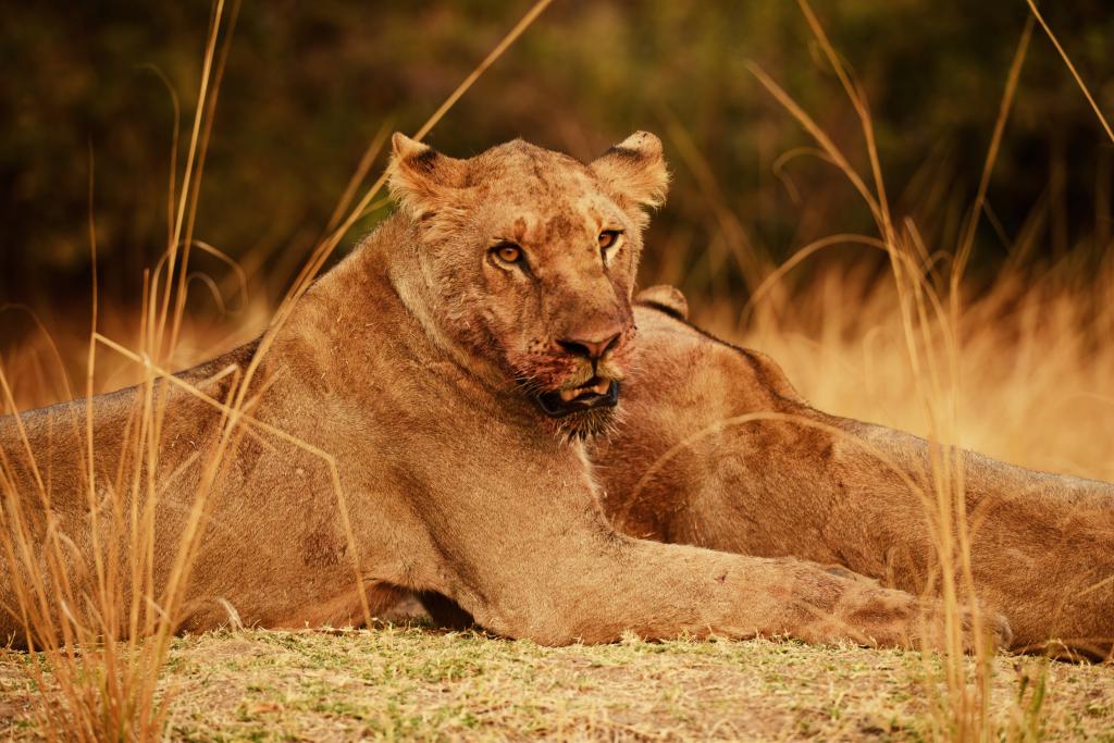 mannetjesleeuw Zambia