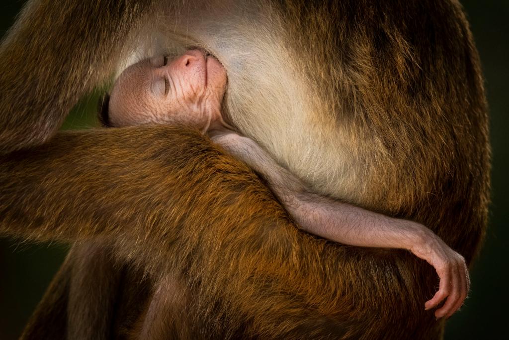 wildlife photographer of the year