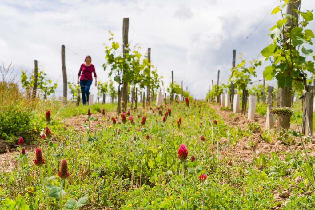 Kathleen Van den Berghe