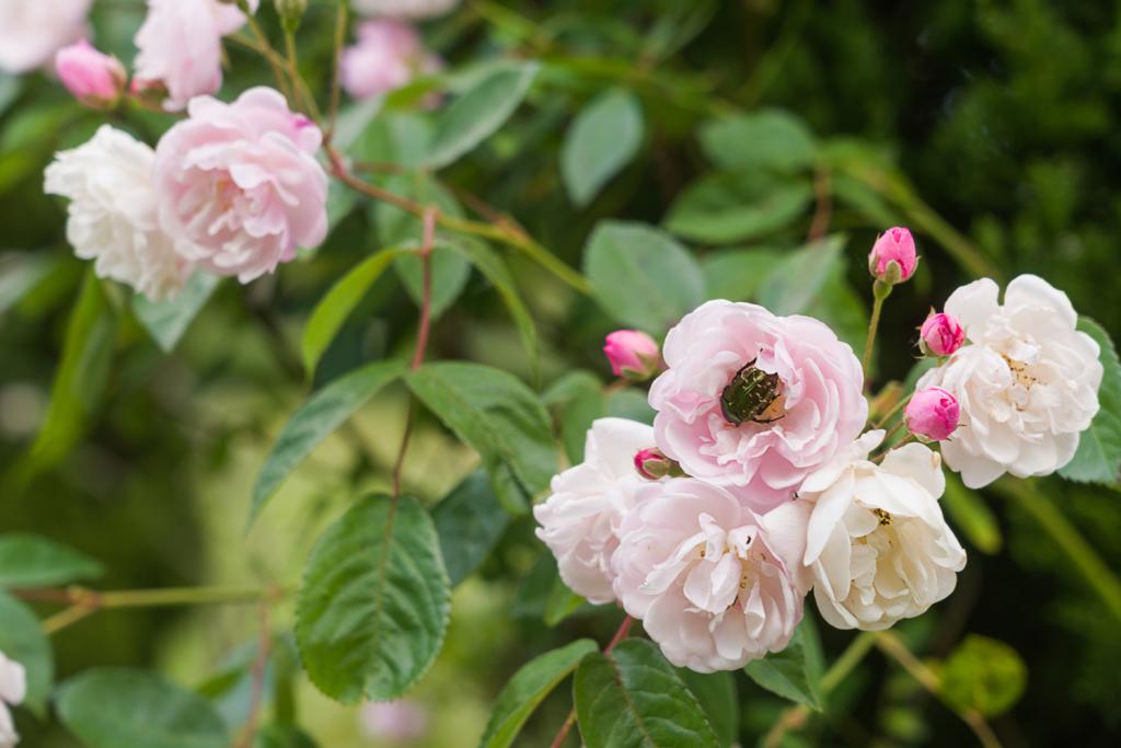 Château de Minière