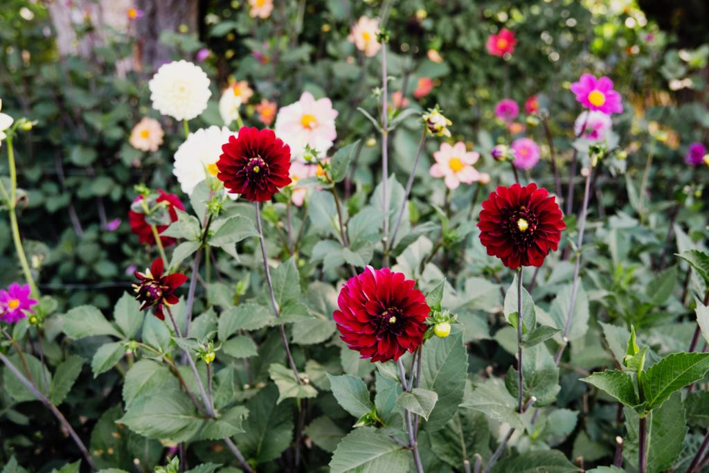 Sommige bezoekers noemen hun tijd tussen de dahlia’s hun therapie.
