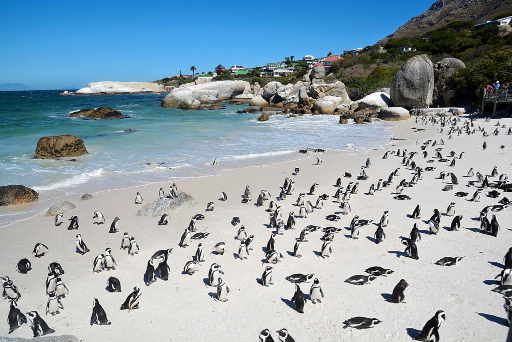 Kathleen Aerts Boulders Beach Zuid-Afrika