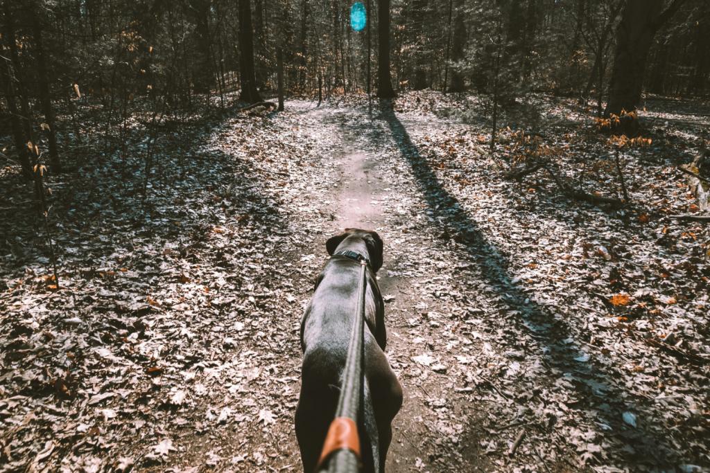 dogolympics ter kamerenbos 