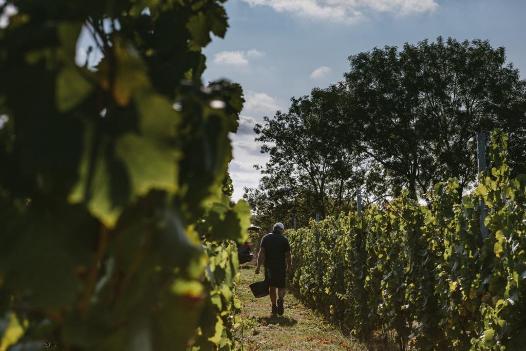 wijngaard Belgische bubbels 