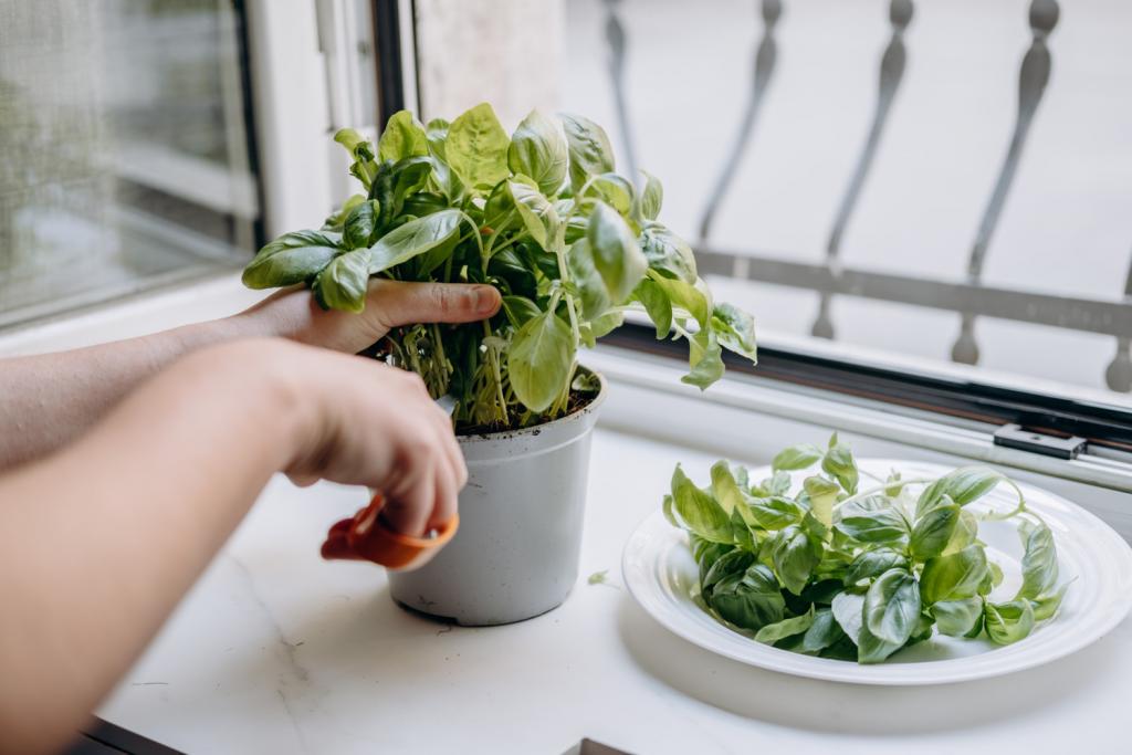 Twee handen knippen basilicumblaadjes af boven een bordje.
