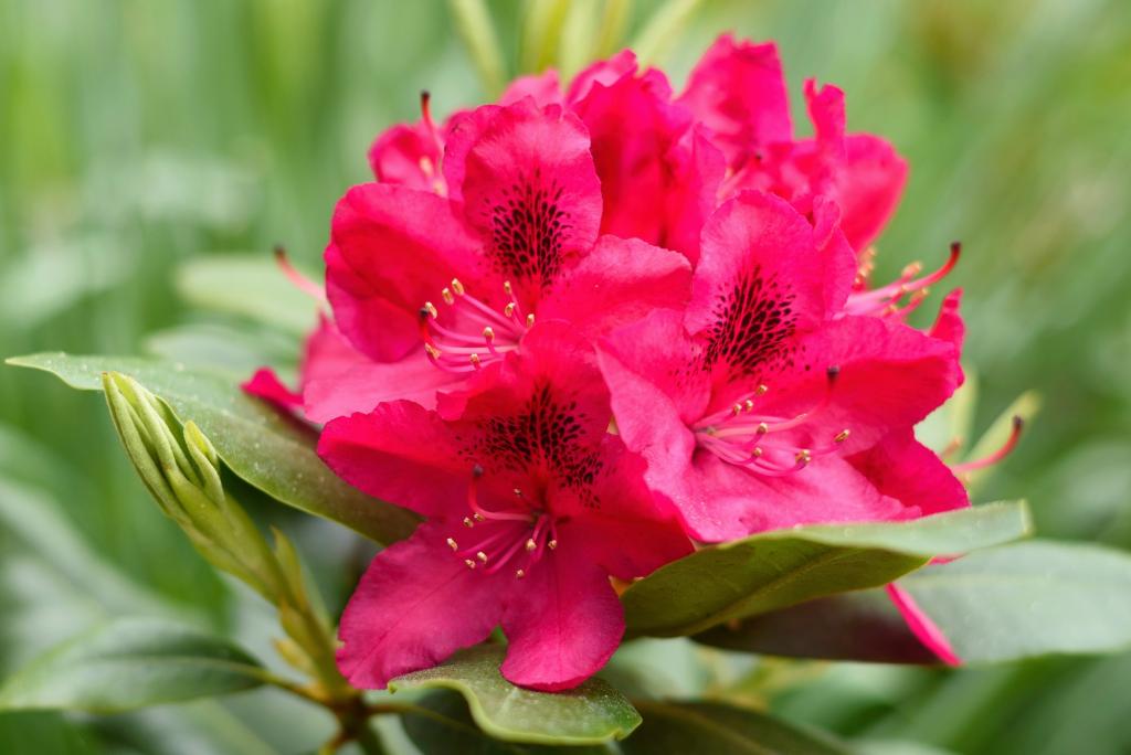 rododendron