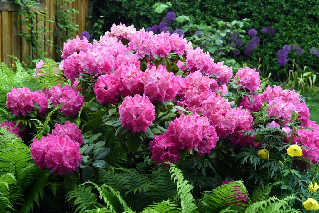 rododendron