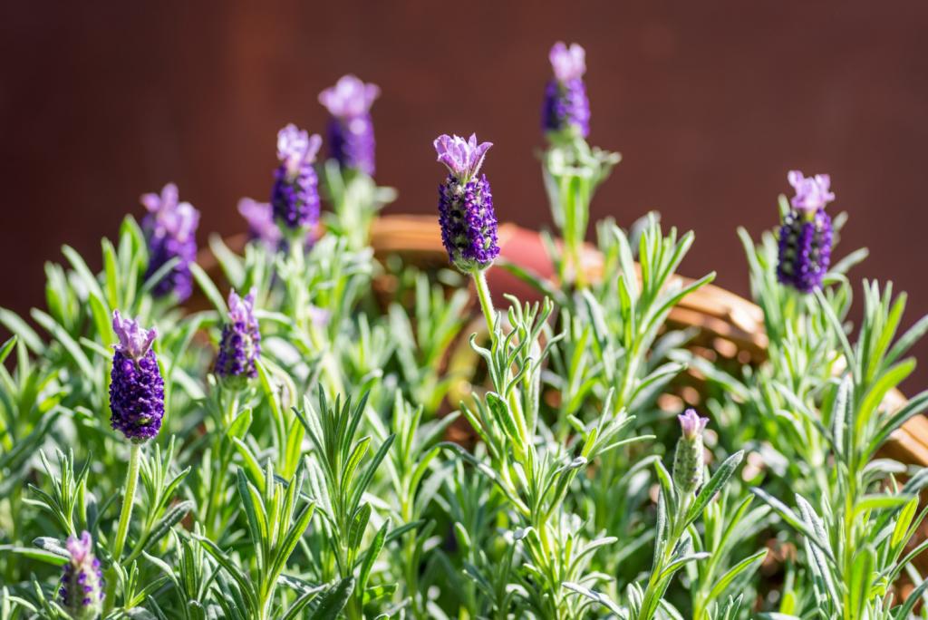 Bloeiende lavendel